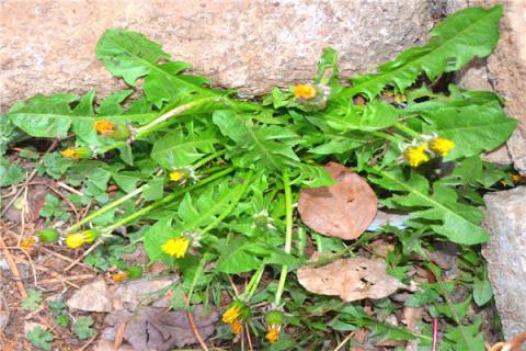 鲜蒲公英的功效与作用（鲜蒲公英的功效与作用及食用方法）