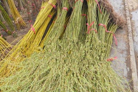 金丝柳的功效与作用（金丝柳手串作用与功效）