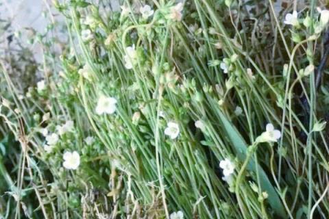 潮汕四叶莲的功效与作用 潮汕四叶莲中药叫什么