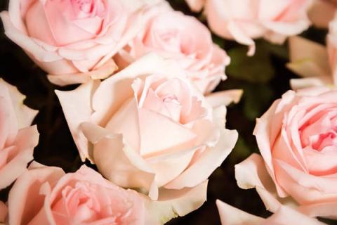 玫瑰花泡水喝的功效与作用 玫瑰花泡水喝的功效与作用乳腺有好处吗