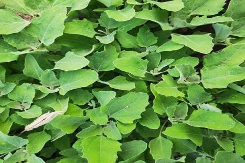 灰菜的功效与作用（野菜灰灰菜的功效与作用）