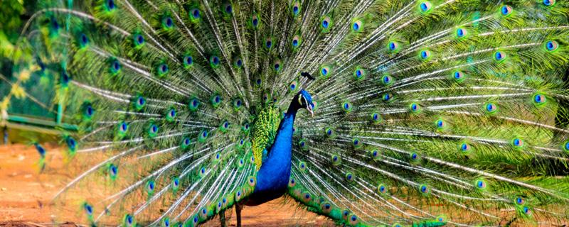 孔雀开屏是公的还是母的（孔雀开屏是公的还是母的图片）