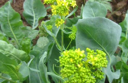 板蓝根种类图片大全（板蓝根有几种图片）