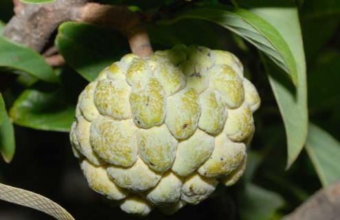 番荔枝种类图片大全（番荔枝图片 种植 种子）