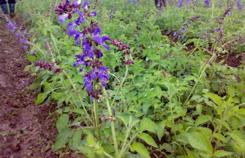 丹参种类图片大全（丹参种类图片大全图解）