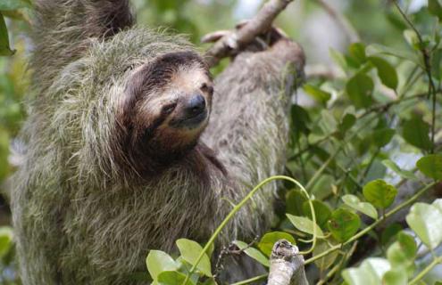 树懒种类图片大全 树懒的图片大全