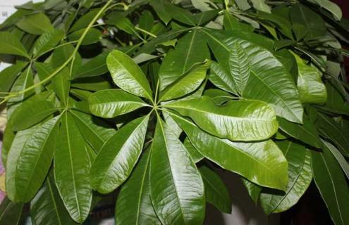 发财树种类图片大全（发财树的种类及图片说明）