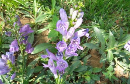 鼠尾草种类图片大全 鼠尾草种类图片大全欣赏