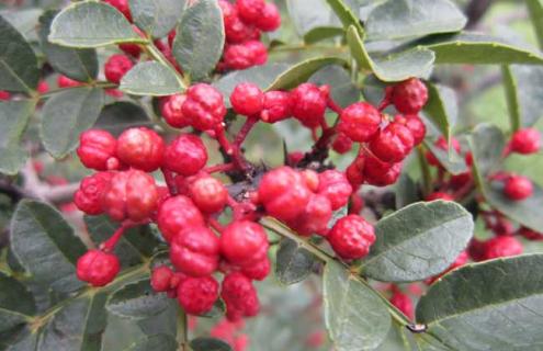 花椒品种图片大全 花椒品种图片大全大图