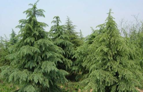 雪松种类图片大全（雪松种类图片大全集）