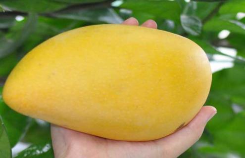 芒果种类图片大全 芒果哪个品种最好吃