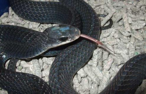 乌梢蛇种类图片大全（乌梢蛇种类图片大全集）