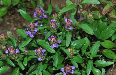 夏枯草种类图片大全（夏枯草有几种图片）