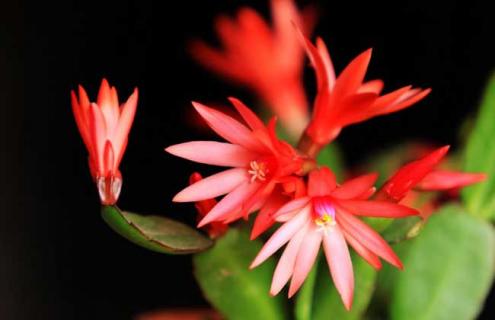 蟹爪兰的资料图片大全 蟹爪兰的图片什么样子