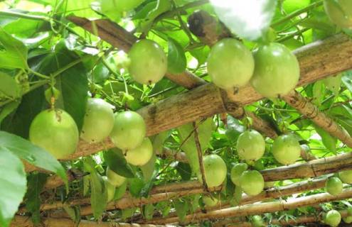 百香果品种图片大全 百香果品种图片大全大图