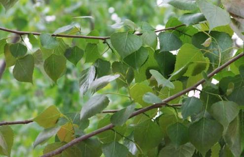 杨树品种图片大全 杨树品种图片大全集