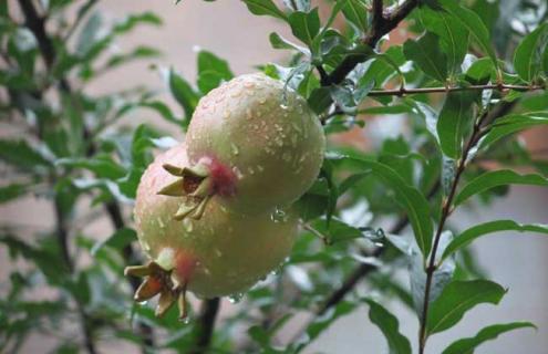 石榴种类图片大全（石榴种类及图片）