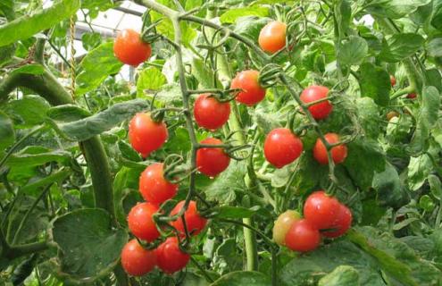 栽培番茄