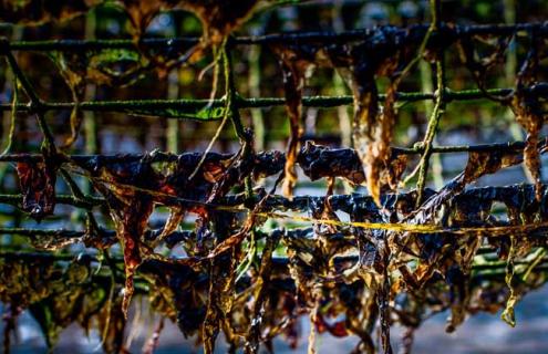 紫菜种类图片大全（紫菜种类图片大全大图）