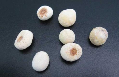 半夏种类图片大全 半夏的种类和区别