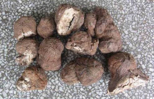 茯苓种类图片大全（茯苓有几种图片）