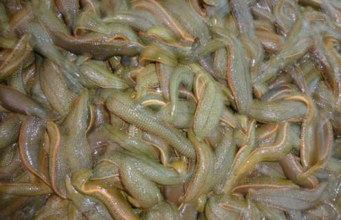 药用蚂蝗种类图片大全（药用蚂蝗养殖技术）