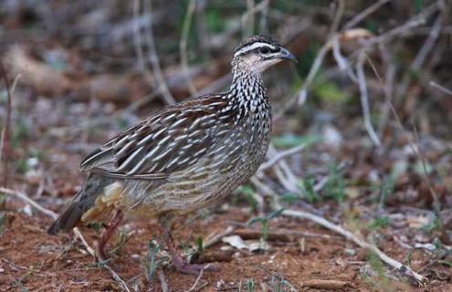鹧鸪种类图片大全（鹧鸪种类图片大全高清）