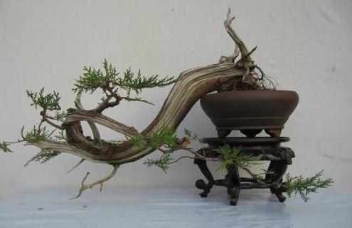 树桩盆景图片大全（树桩盆景图片大全欣赏小叶）