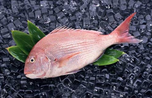 鲷鱼种类图片大全（鲷鱼种类图片大全图解）