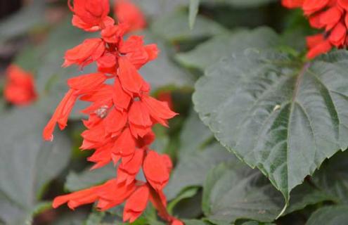 一串红图片大全 一串红图片大全大图