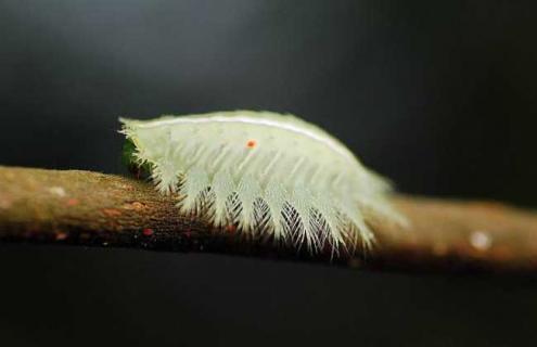 扁刺蛾图片大全 扁刺蛾成虫图片