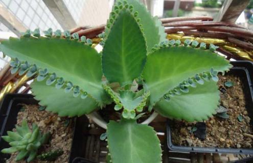 不死鸟种类图片大全 不死鸟种类图片大全图解