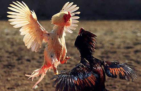 斗鸡种类图片大全 斗鸡的种类图解