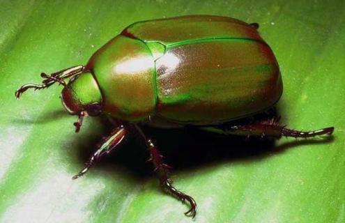 金龟子种类图片大全 金龟子种类图片大全图解