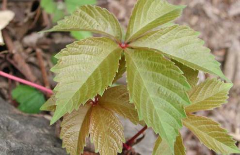 爬山虎种类图片大全 爬山虎种类图片大全及名称