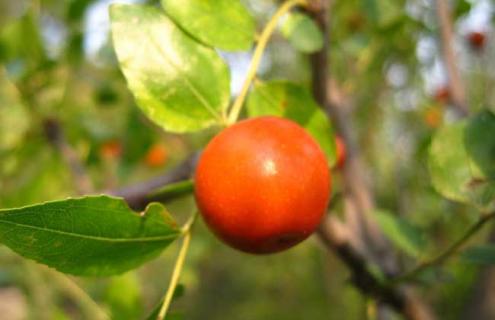 酸枣种类图片大全 酸枣的种类