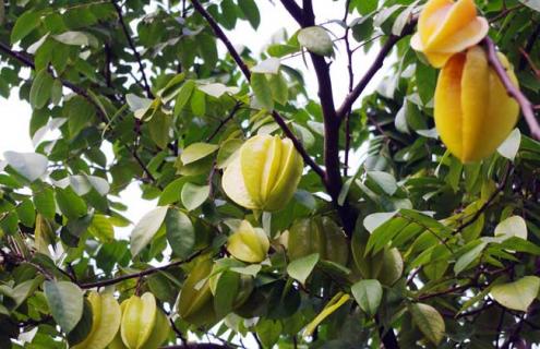 杨桃品种图片大全 杨桃的品种大全及品种介绍