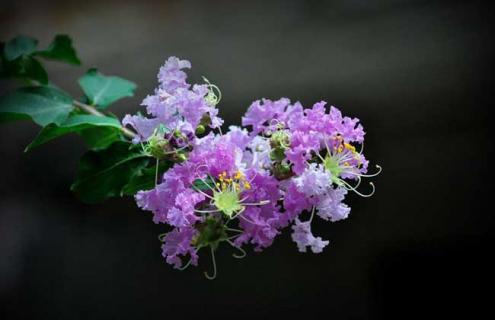 紫薇品种图片大全 紫薇品种图片大全大图