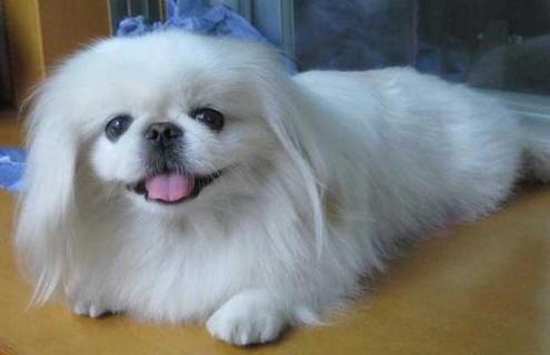 中国狮子狗图片大全 中国狮子狗图片大全集