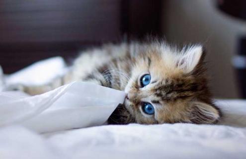 茶杯猫图片大全（茶杯猫图片大全可爱 简笔画）