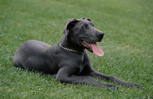 大丹犬图片大全 大丹犬图片大全大图高清