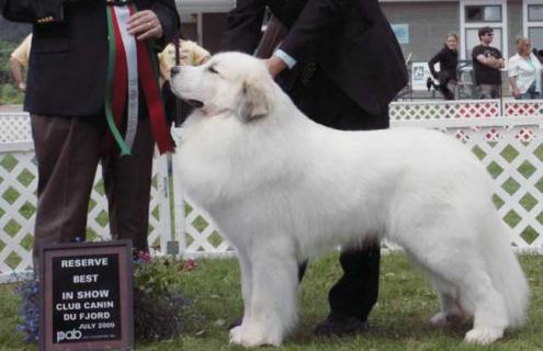大白熊犬图片大全 大白熊犬图片大全大图