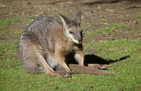 沙袋鼠种类图片大全（沙袋鼠种类图片大全大图）