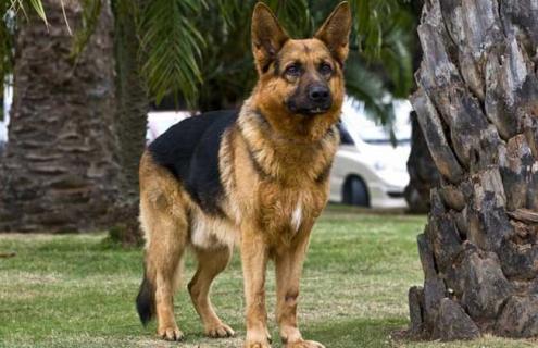 德国牧羊犬图片大全（德国牧羊犬图片大全壁纸高清）