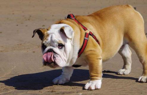 斗牛犬种类图片大全 斗牛犬种类图片大全大图