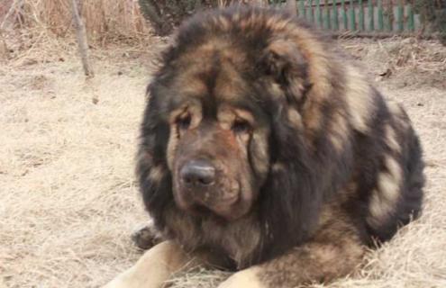 高加索犬图片大全（高加索犬图片大全可爱）