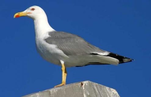 海鸥种类图片大全（海鸥有几种类型）