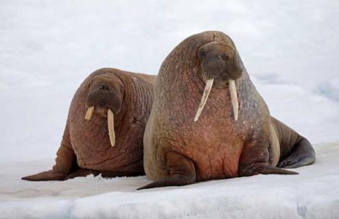海象种类图片大全（海象种类图片大全大图高清）