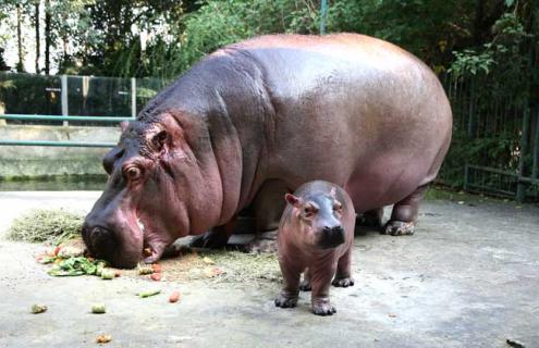 河马种类图片大全（河马种类图片大全及名称）
