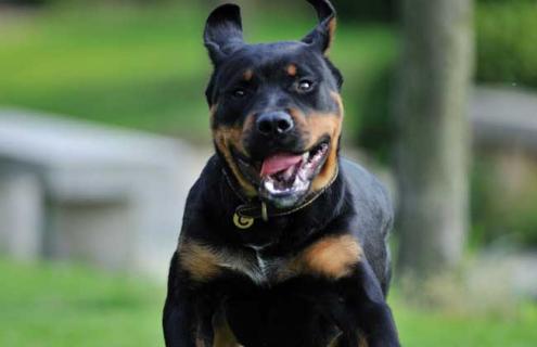 罗威纳犬图片大全 罗威纳犬图片大全大图